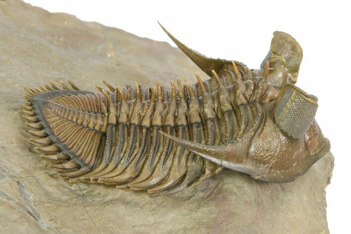 Tower Eyed Erbenochile Trilobite - Flying Preparation #350534